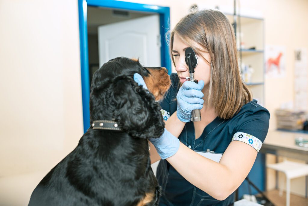 Referrals - image medicine-pet-care-people-concept-dog-veterinarian-doctor-vet-clinic-1024x683 on https://animaleyeassociatesstl.com