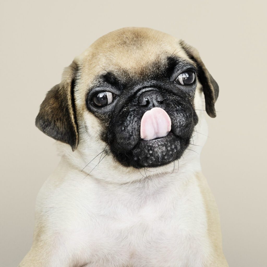 Through the Looking Glass: Cutting-Edge Breakthroughs in Animal Ophthalmology - image adorable-pug-puppy-solo-portrait-1024x1024 on https://animaleyeassociatesstl.com