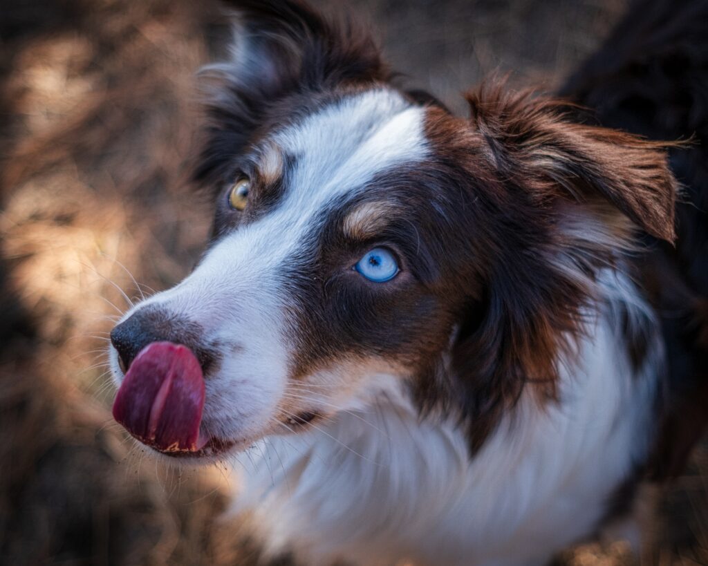 Through the Looking Glass: Cutting-Edge Breakthroughs in Animal Ophthalmology - image dog-with-blue-eyes-1024x819 on https://animaleyeassociatesstl.com