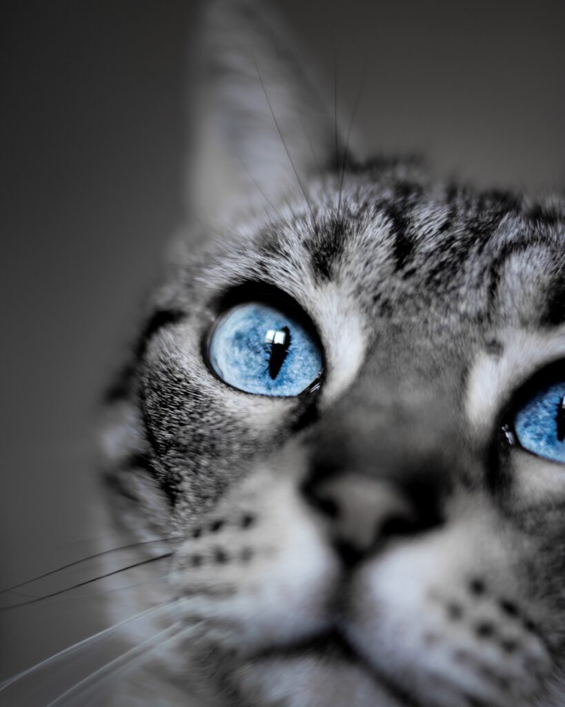 Through the Looking Glass: Cutting-Edge Breakthroughs in Animal Ophthalmology - image shallow-focus-shot-blue-eyed-domestic-short-haired-cat-819x1024 on https://animaleyeassociatesstl.com