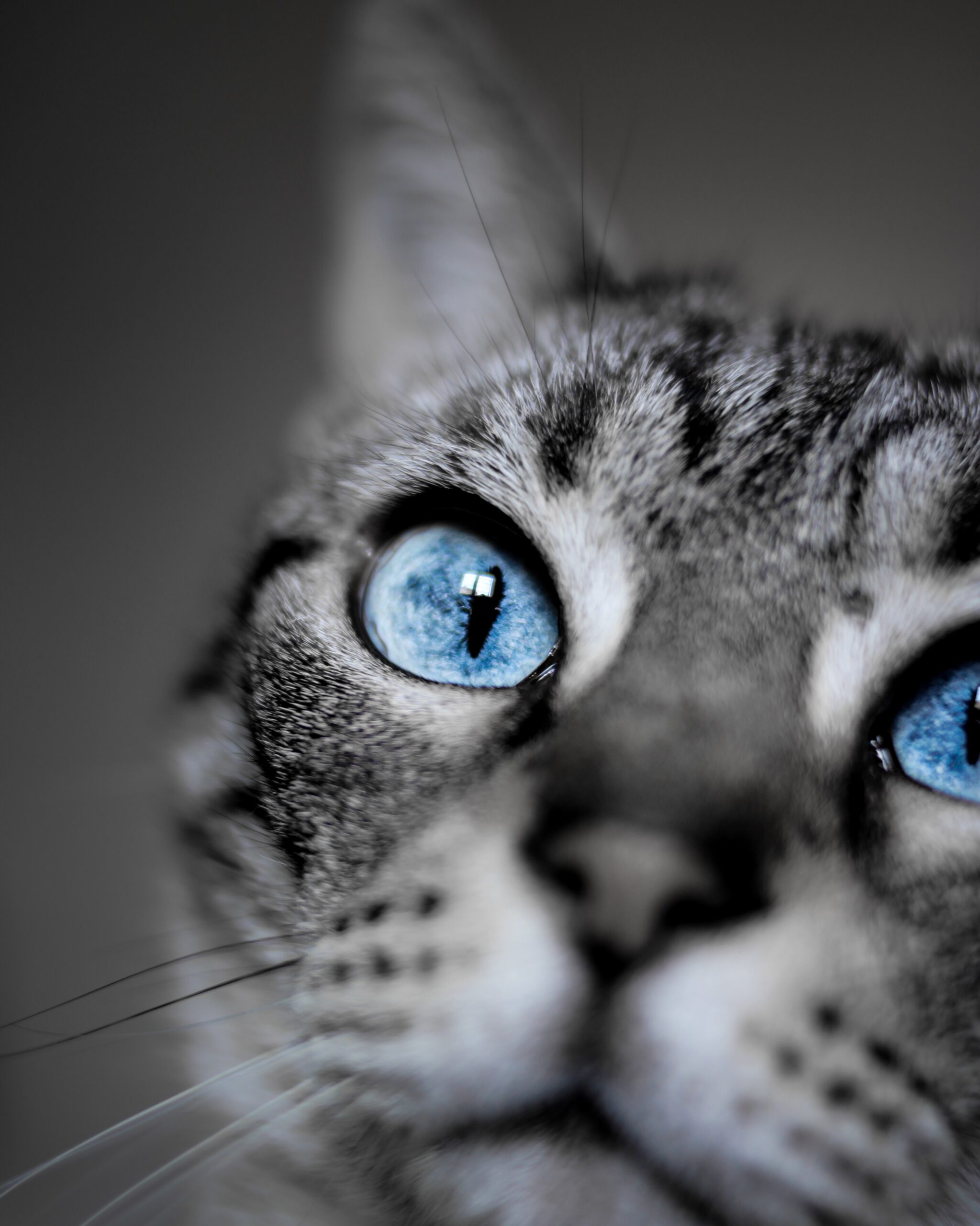 Our Blog - image shallow-focus-shot-blue-eyed-domestic-short-haired-cat-scaled on https://animaleyeassociatesstl.com