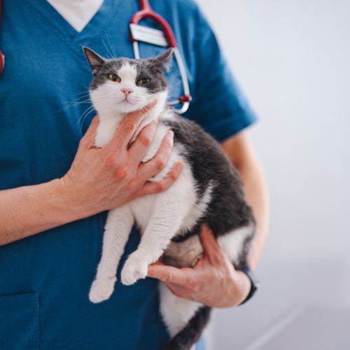 Cat In Veterinarian Hands