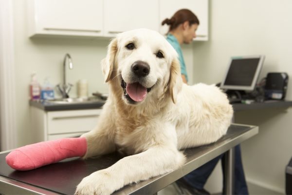 A dog with a leg cast rests on a table