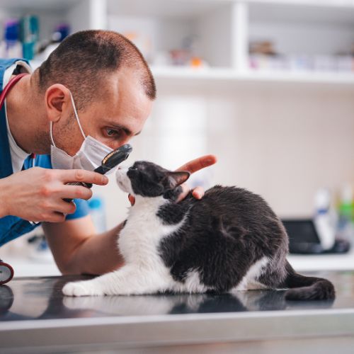 A vet checks a cat's eyes with a magnifying glass