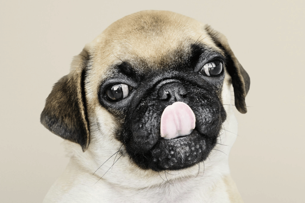 closeup of adorable pug puppy