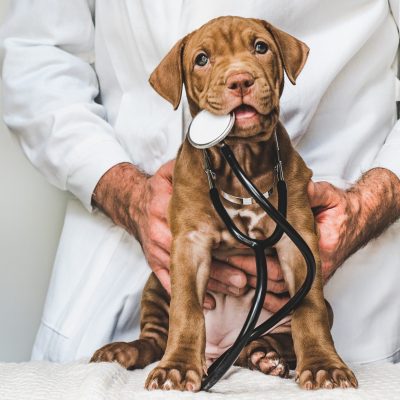 dog with the vet in the clinic