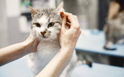 Why Your Pet Should See The Eye Veterinarian Yearly