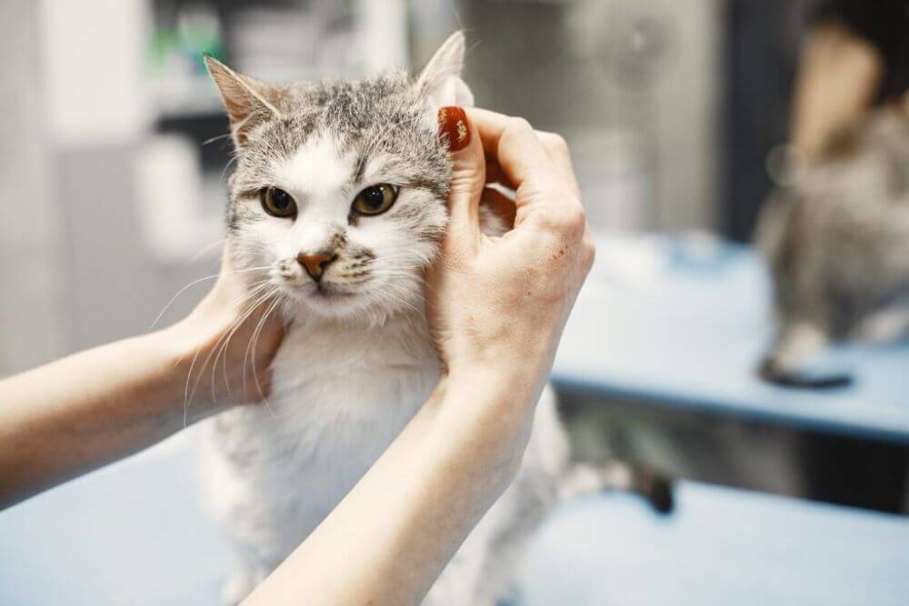 A person gently petting a cat sitting on a table