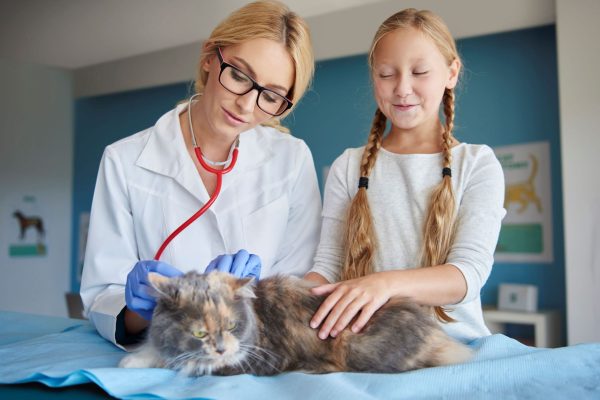 A vet examines a cat