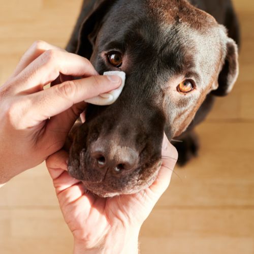 A person cleaning dog's eyes