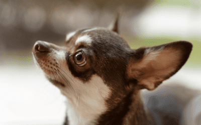 Red Alert: How to Spot and Swiftly Treat Your Pet’s Eye Infections