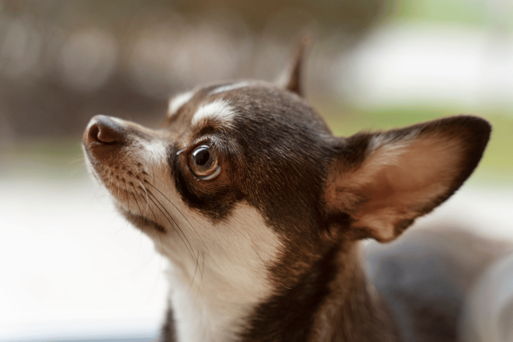 closeup of dog