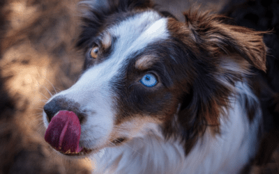 Cataracts Unclouded: Clear Insights into Your Pet’s Eye Health