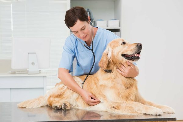 golden retriever being examined by a vet