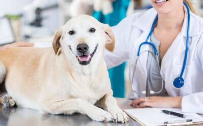 Through the Looking Glass: Cutting- Edge Breakthroughs in Animal Ophthalmology