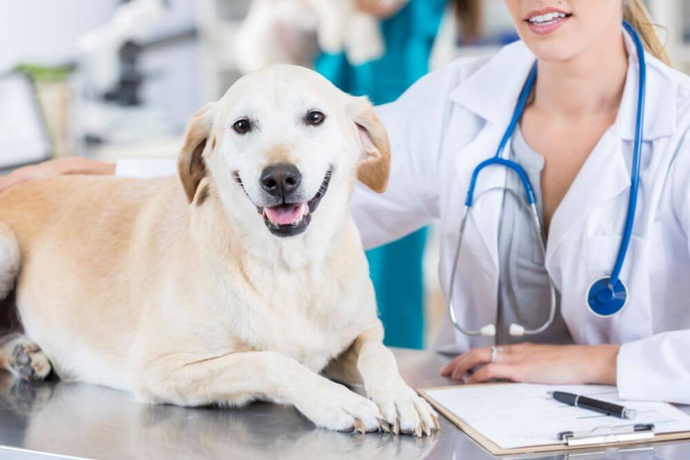A vet gently touching a dog lying on a table