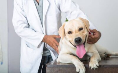 When and Why Should My Pet Have an Eye Exam?
