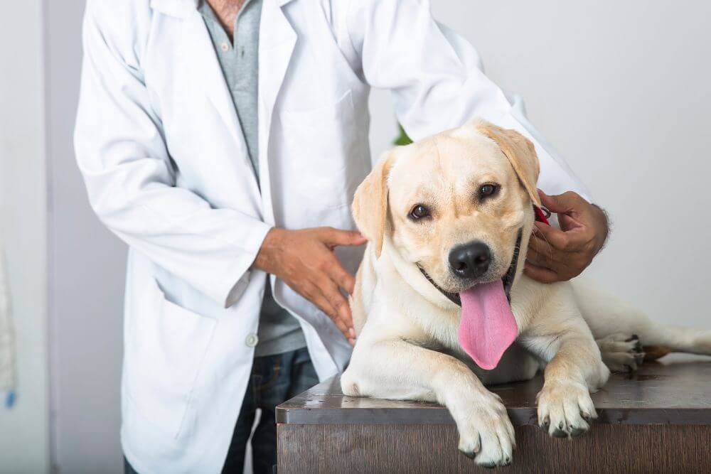 Vet examining a dog lying on a table