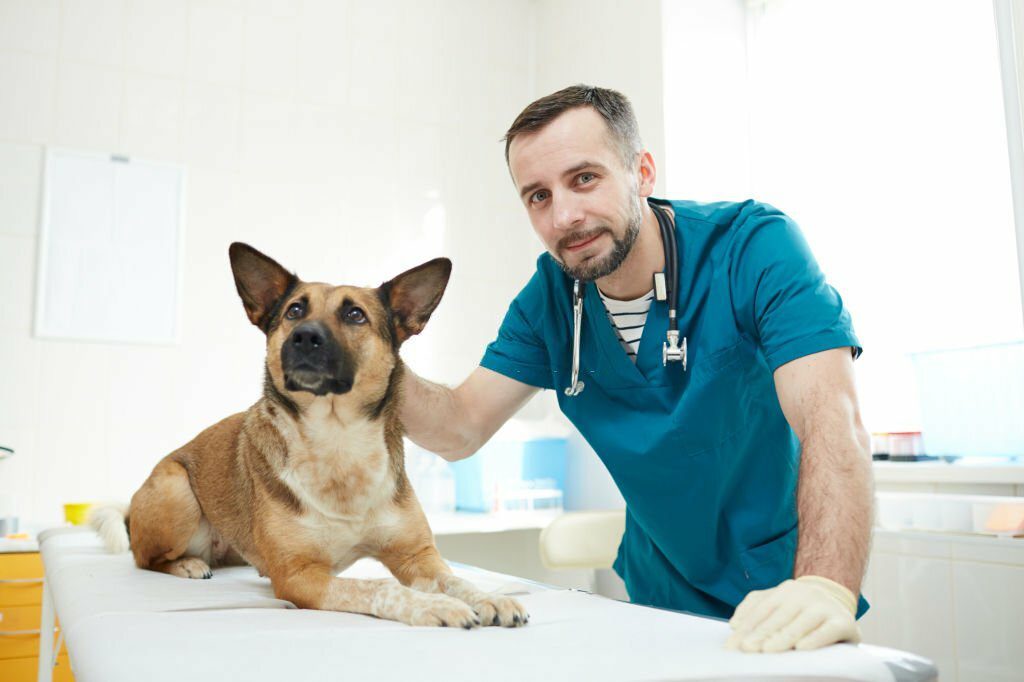 Vet with a dog in the examination room