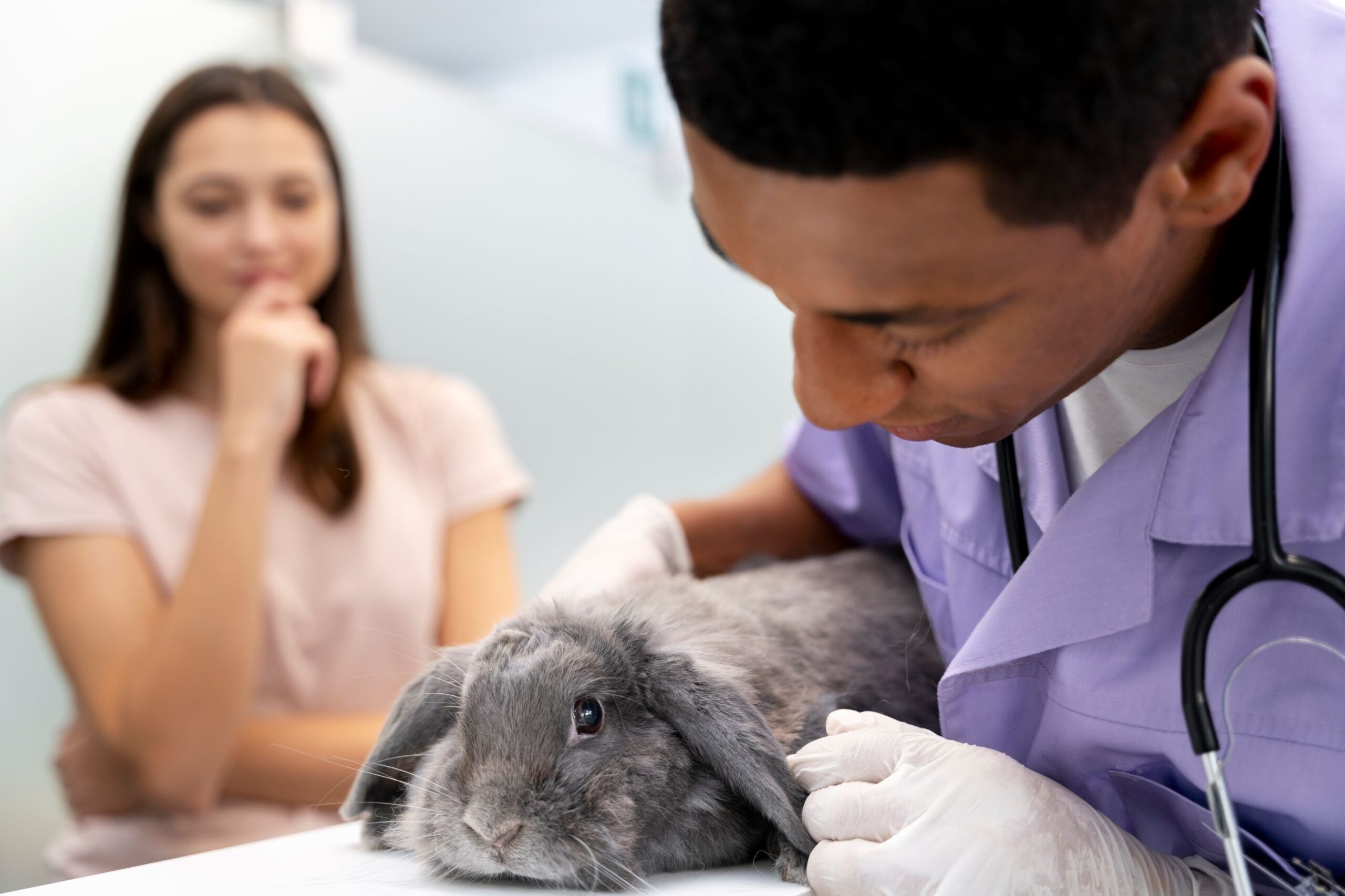 vet examining a rabbit