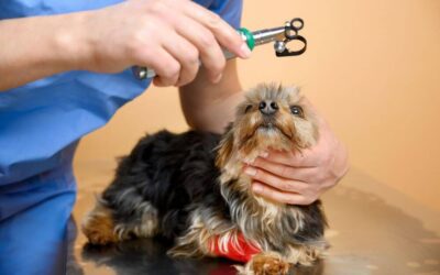 Shield Their Sight: Strategies to Prevent Eye Trauma in Animals