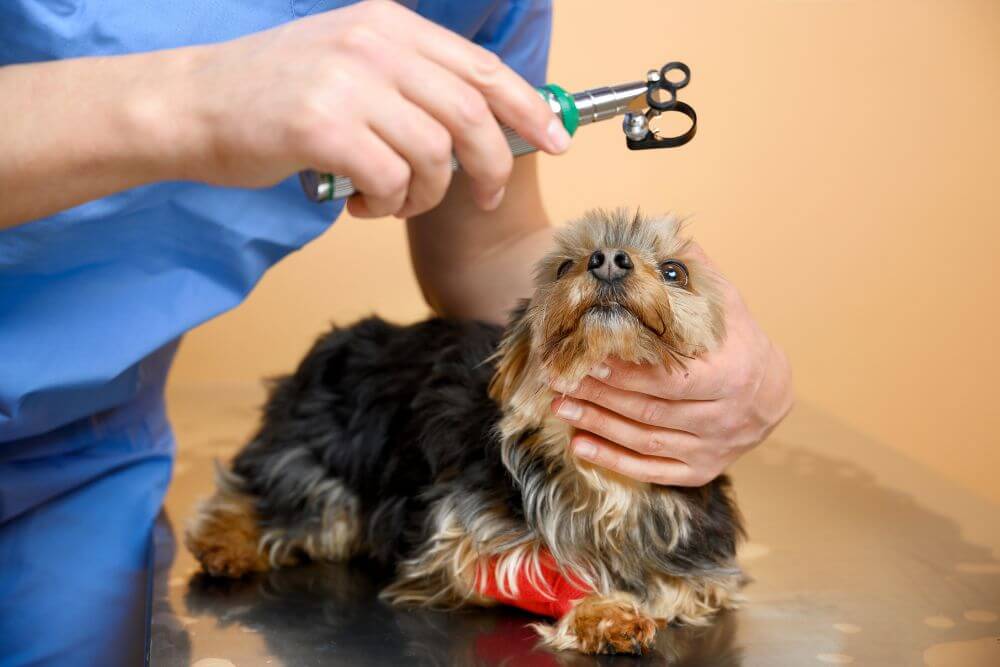 A veterinarian examining a dog's eye through an ophthalmoscope