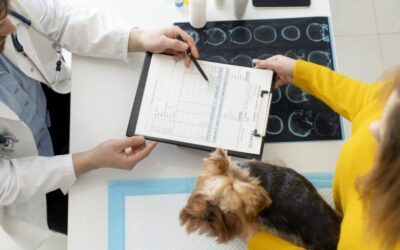 What Does a Veterinary Eye Exam Entail?