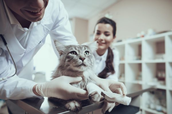 veterinarian carefully examining a cat