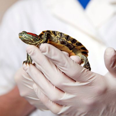 vet examining a turtle