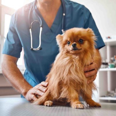 Animal Eye Associates - St. Louis Veterinary Ophthalmologists - FAQ